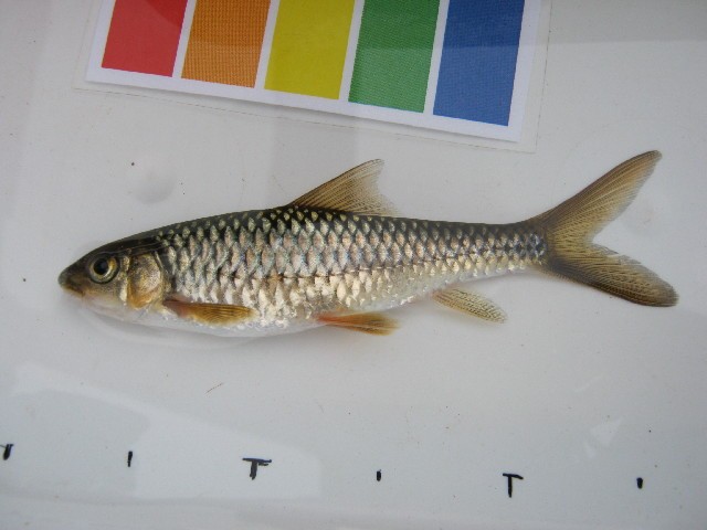 (Varicorhinus Rüppell, 1835) Род ХРАМУЛИ 37 видов